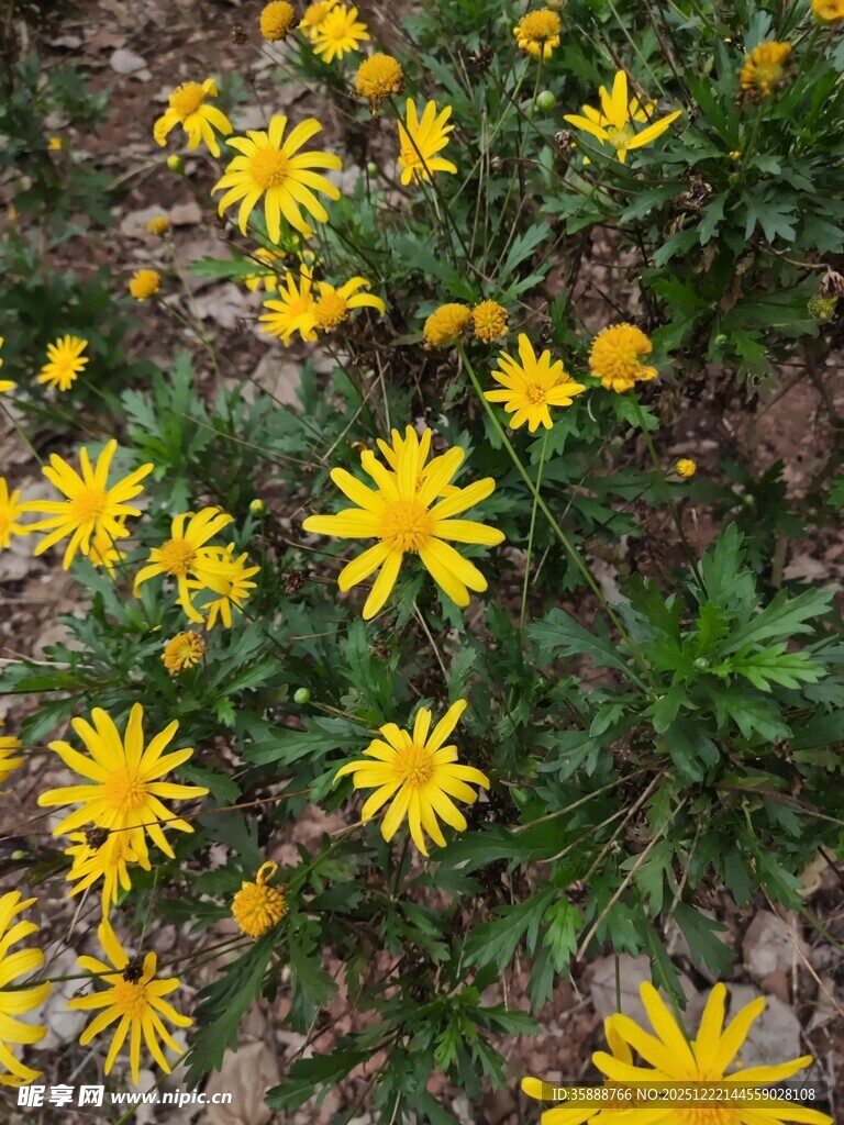 地面绽放的黄色小花
