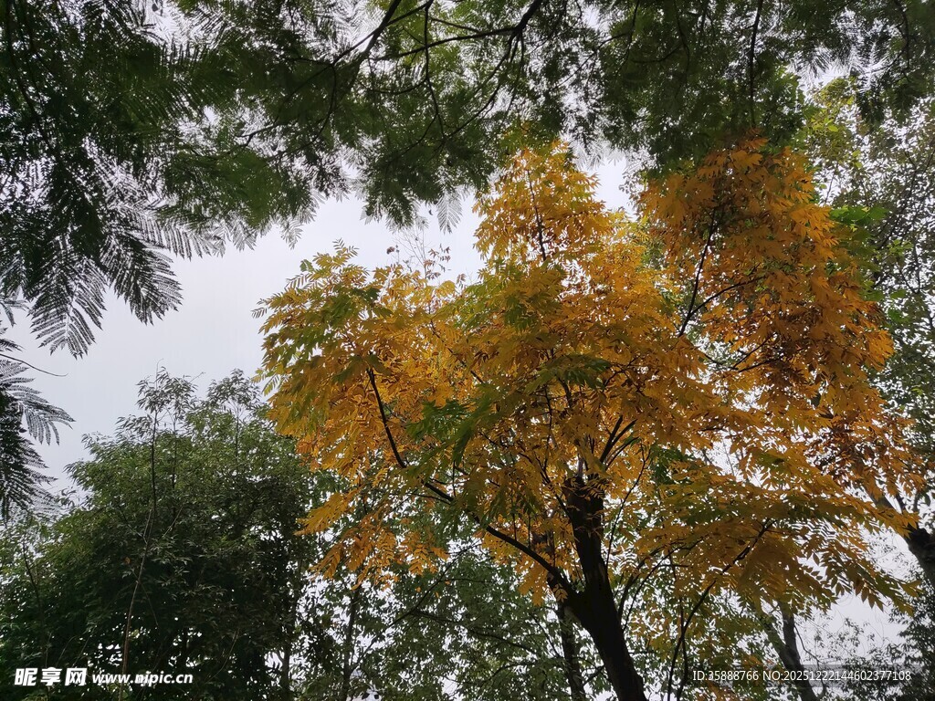 秋日林间斑斓树木景致