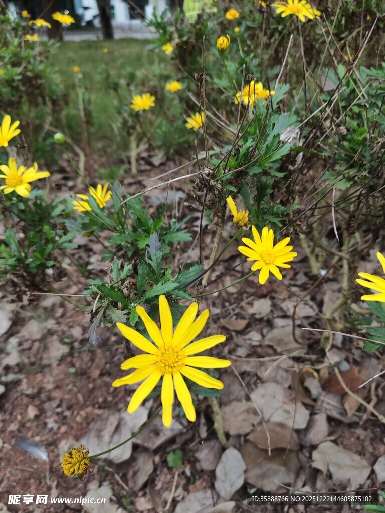 黄色小花绽放于碎石间