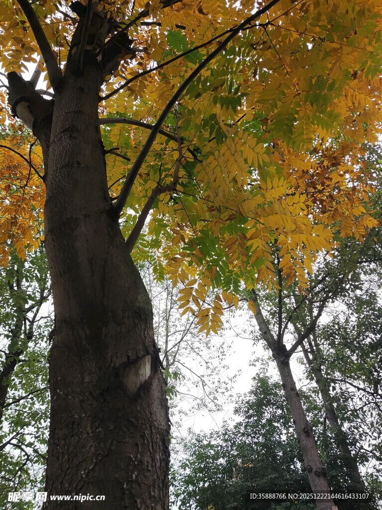 秋日林中挺拔大树