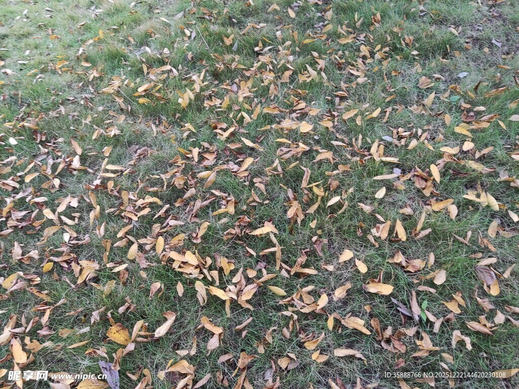 地面上的枯黄落叶