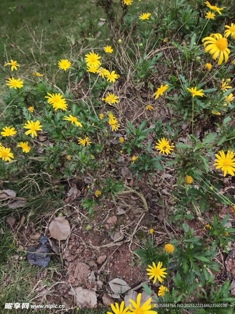 地上绽放的黄色小花
