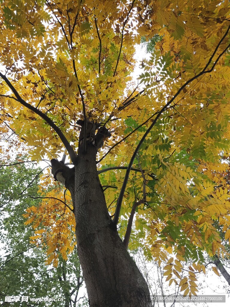 秋日仰拍金黄繁茂的树冠