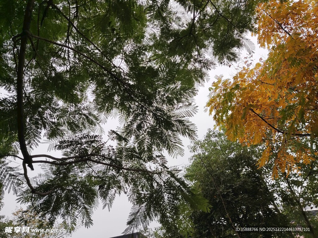 仰观秋日树林繁茂景象