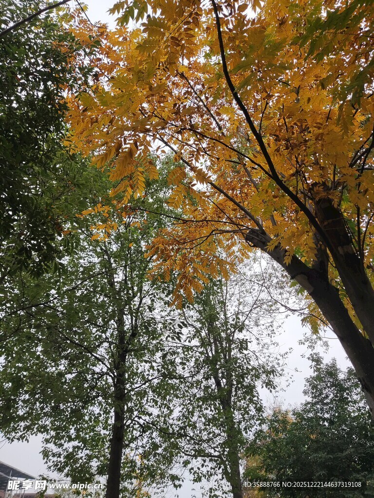 秋日金黄树叶的林间景致