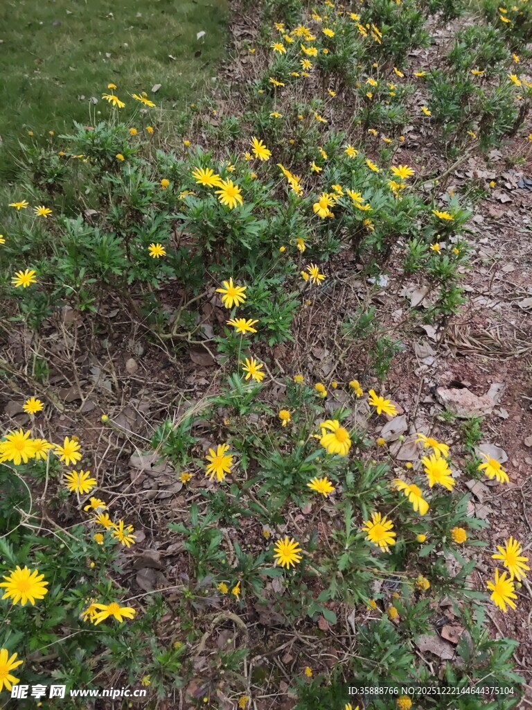 春日黄花绽放于草地