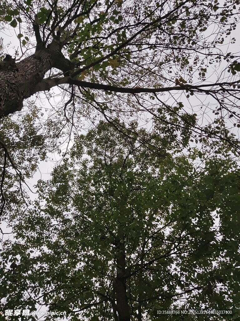 仰视繁茂树木枝叶景观