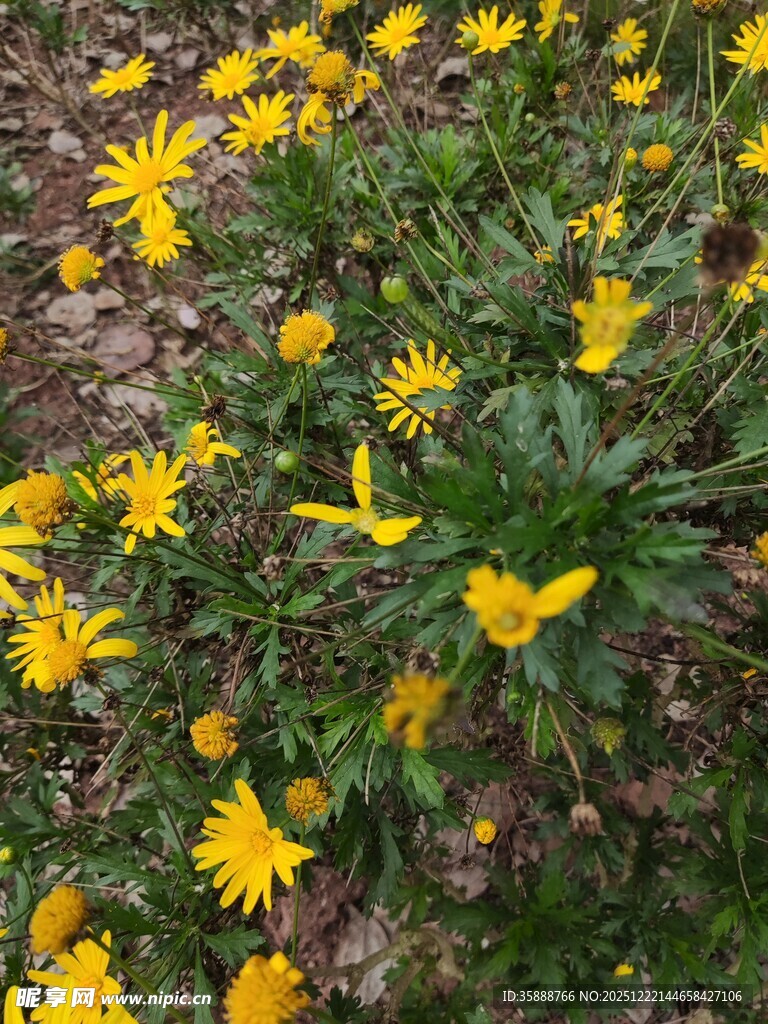 金黄小花绽放于草地间