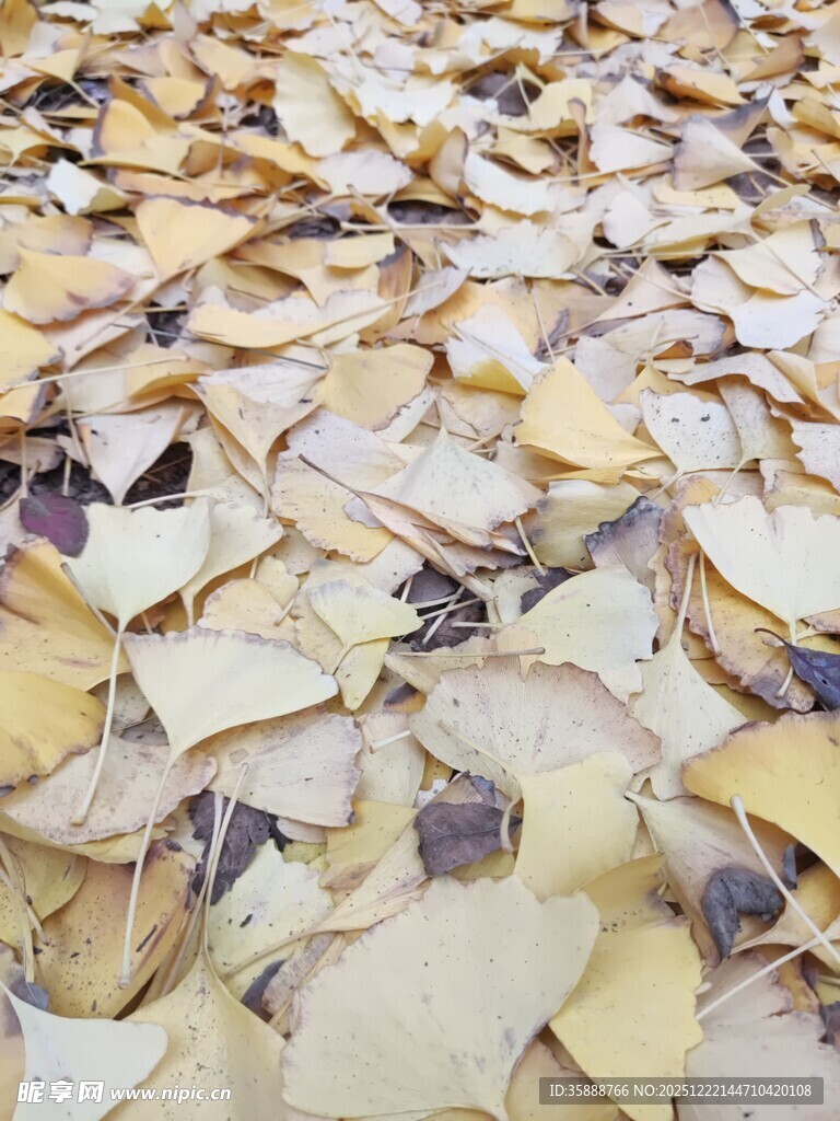 满地银杏叶的美丽景象