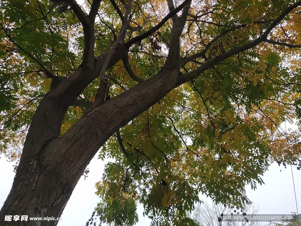 仰视大树繁茂枝叶