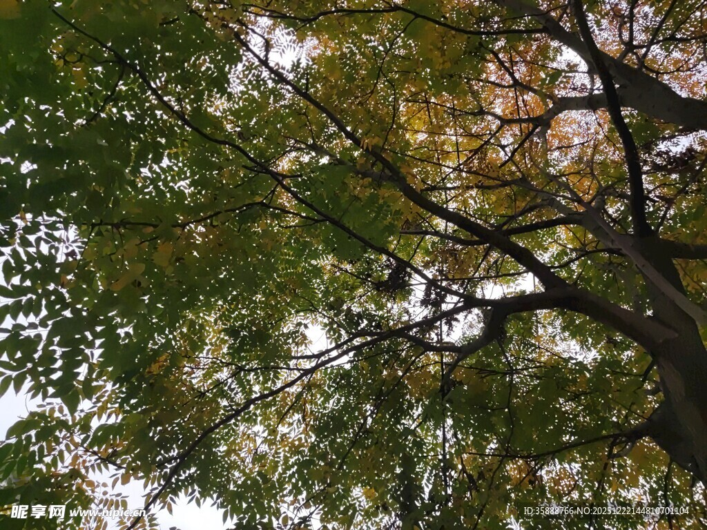 秋日树梢间的斑斓景致