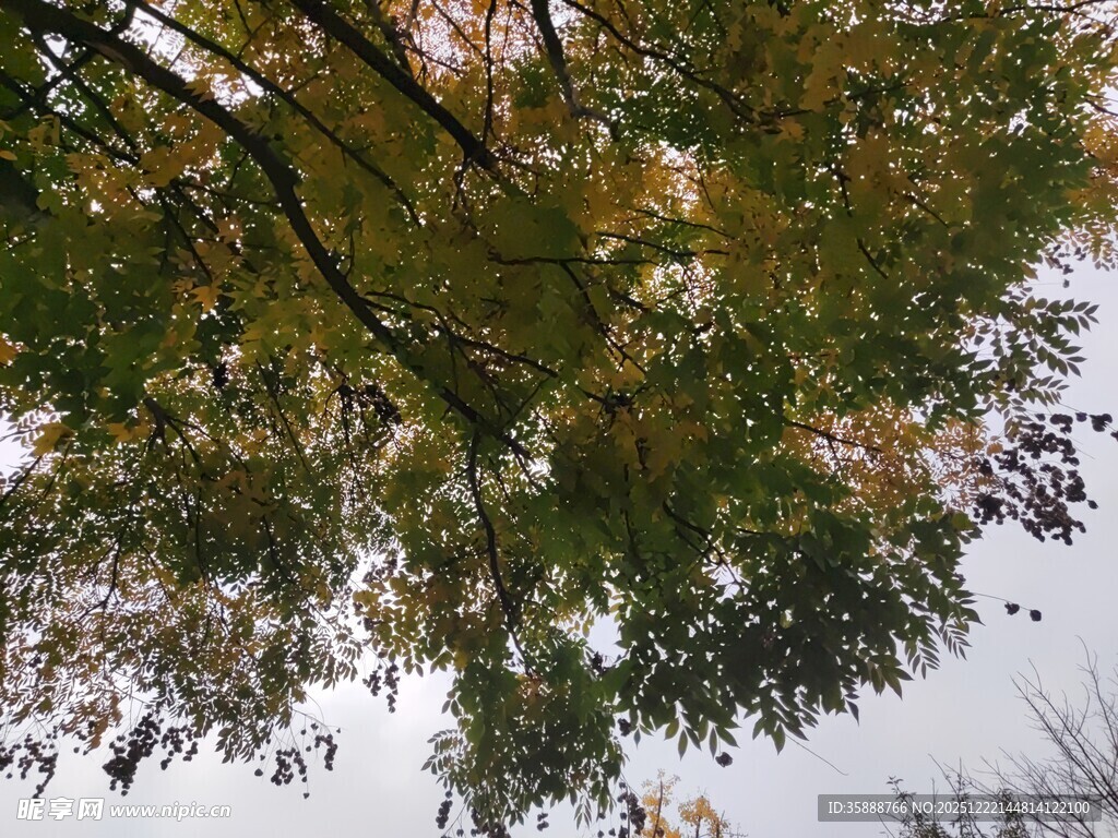 仰视秋日斑斓树叶