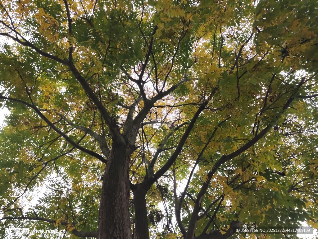 仰视高大银杏树树冠