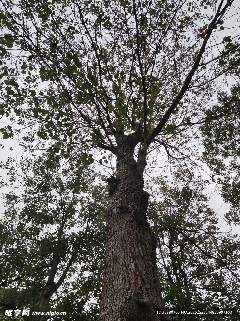仰视粗壮高大的繁茂树木
