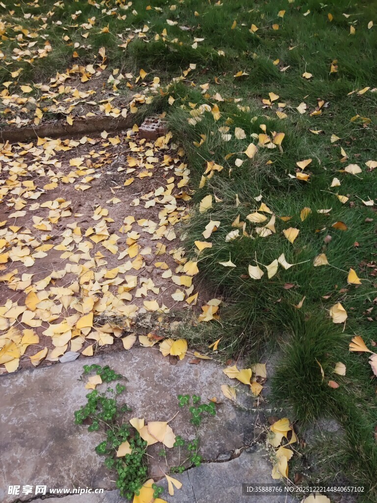 秋日落叶铺就的石板小径