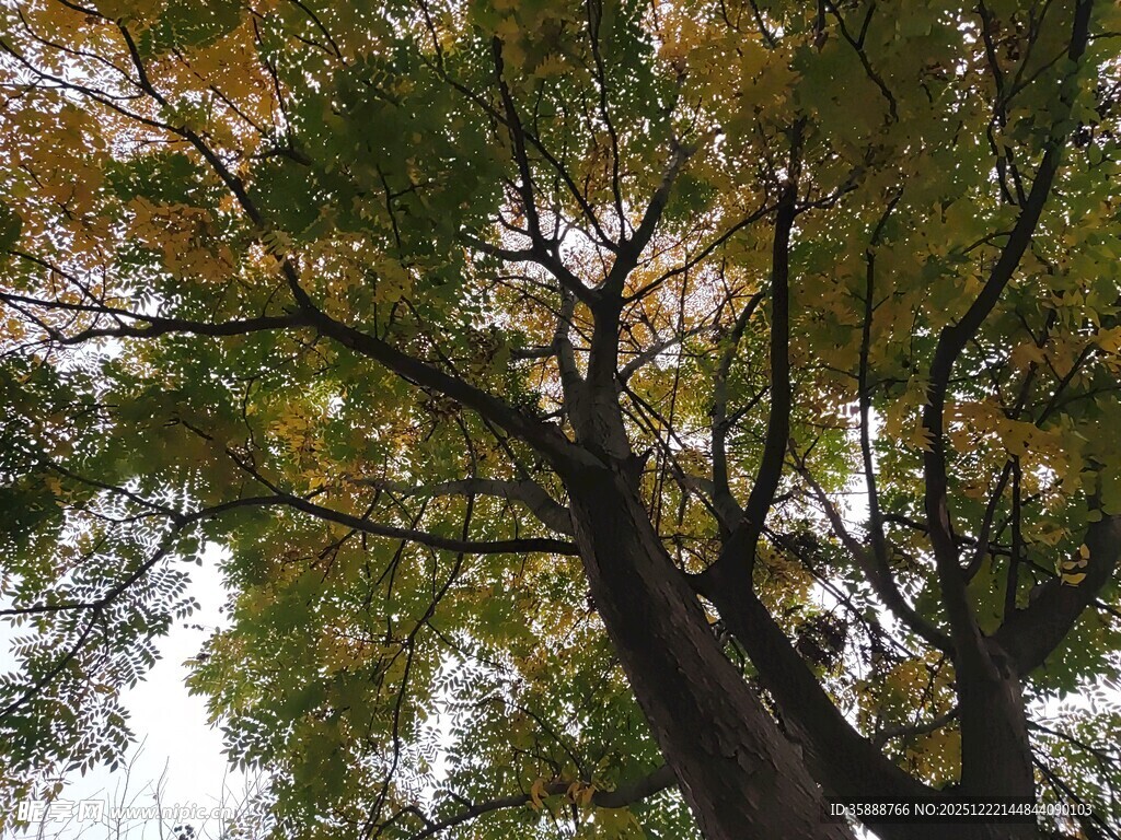 仰视秋日繁茂大树