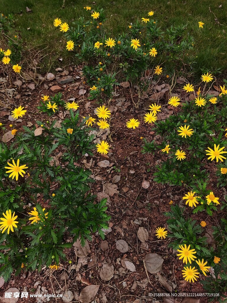 小径旁绽放的黄色小花
