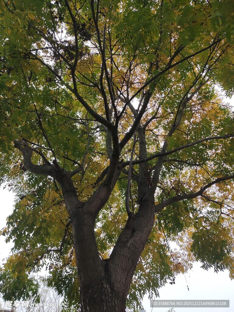 仰视下的繁茂大树