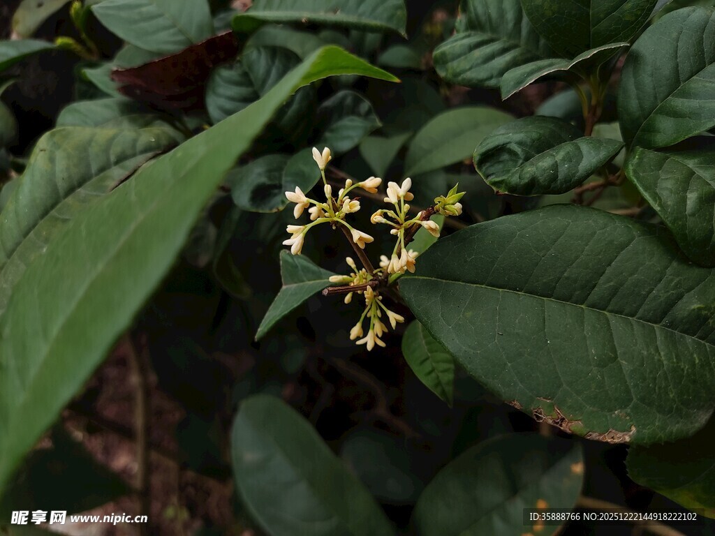 绿叶丛中的黄色小花