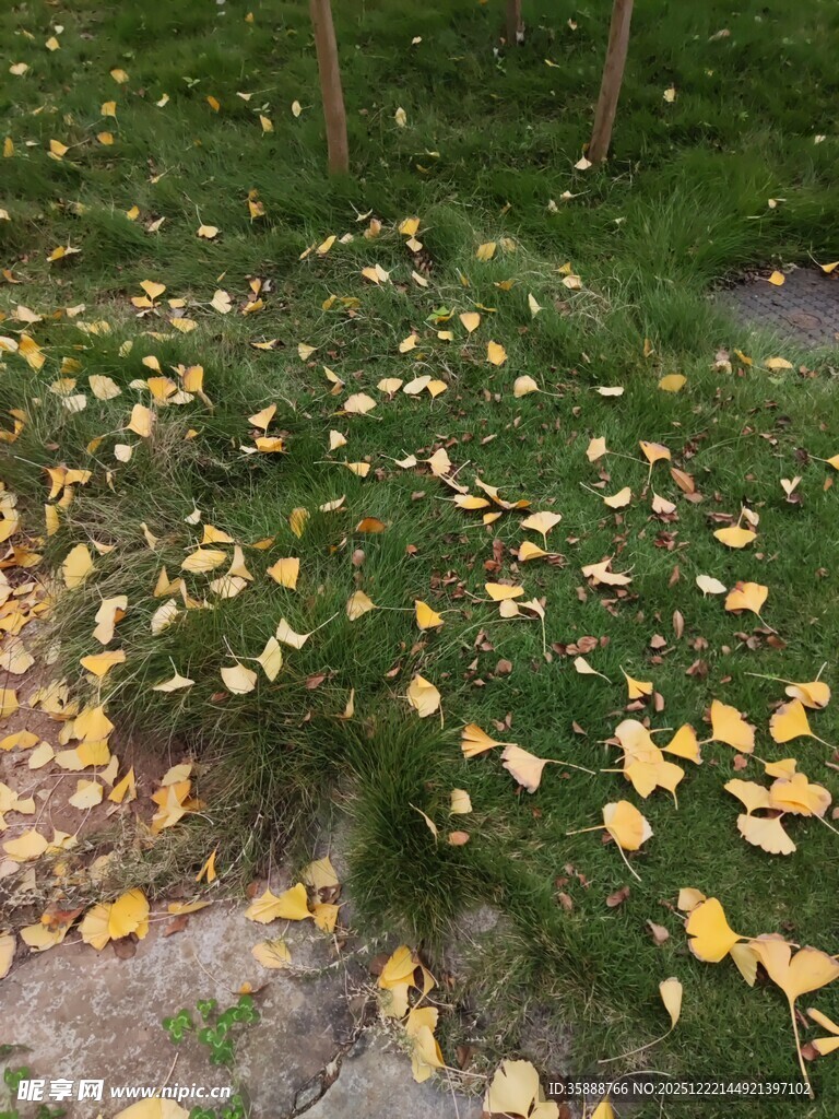 秋日草地落叶景致