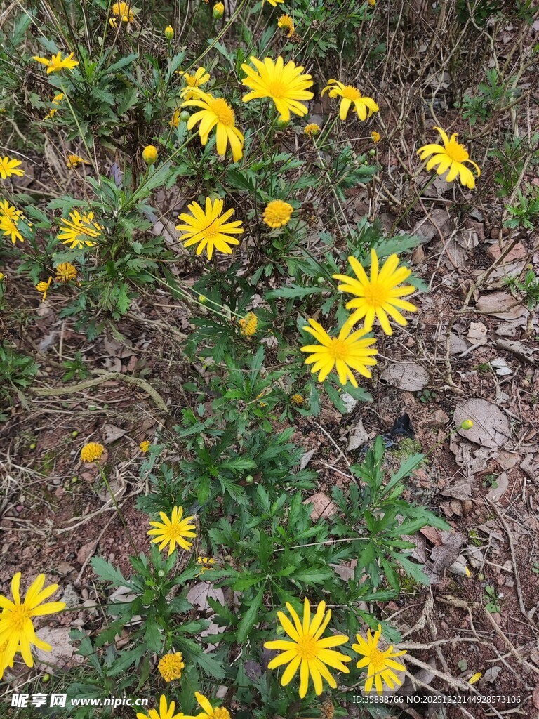 地上绽放的黄色小野花