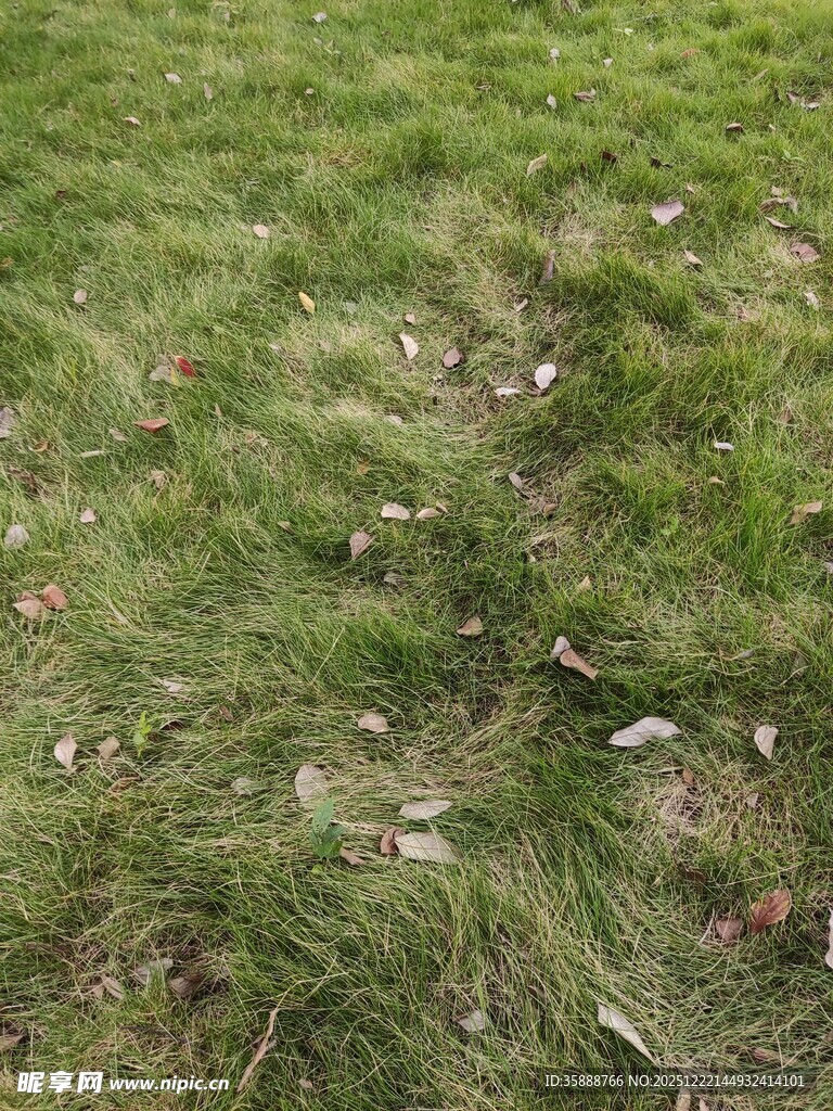 翠绿草地散落枯叶
