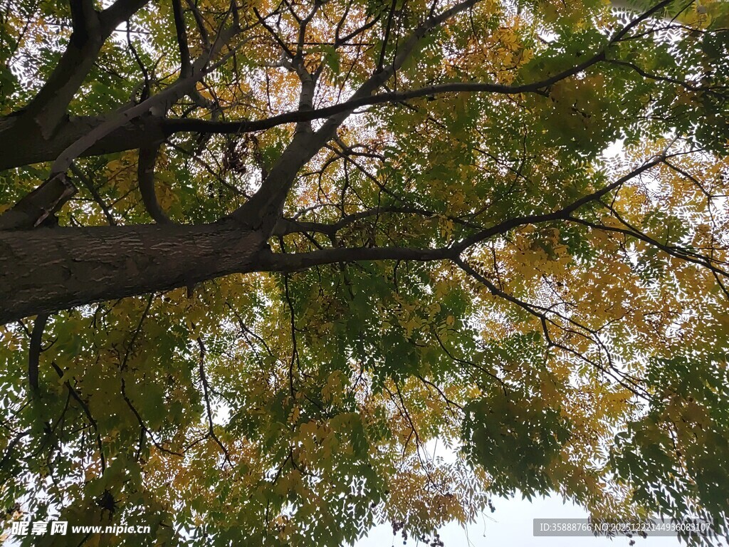 仰视秋日斑斓树冠