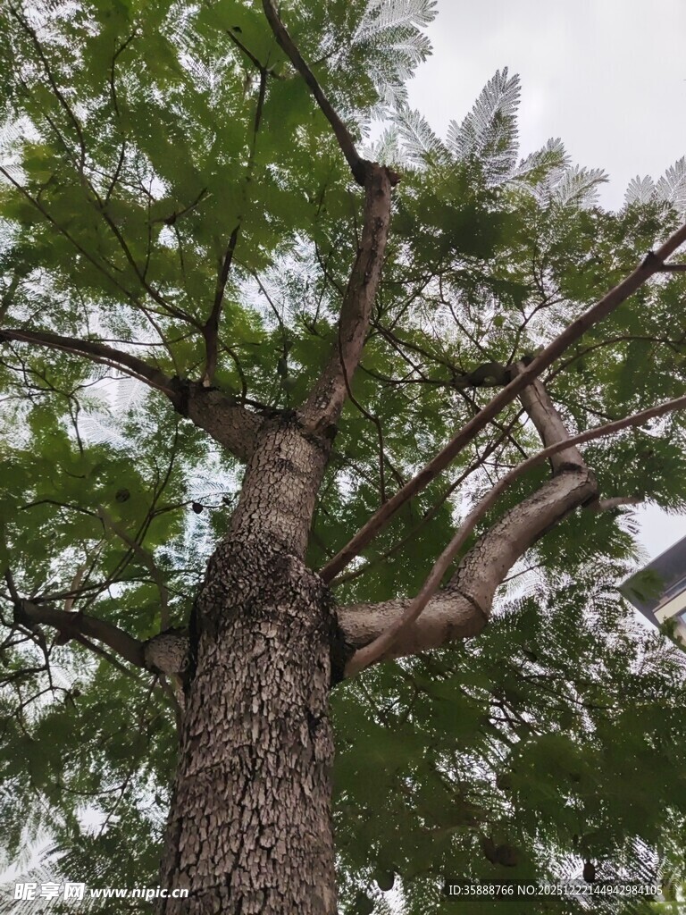 高大挺拔的茂盛树木