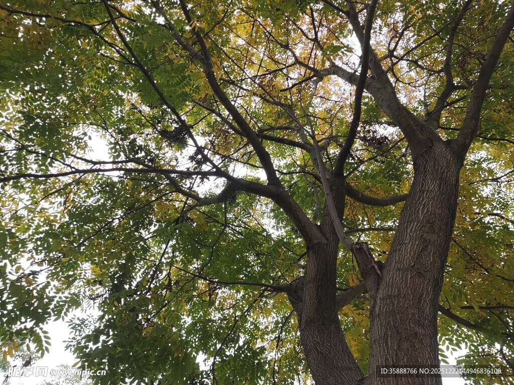 高大繁茂的树木景观