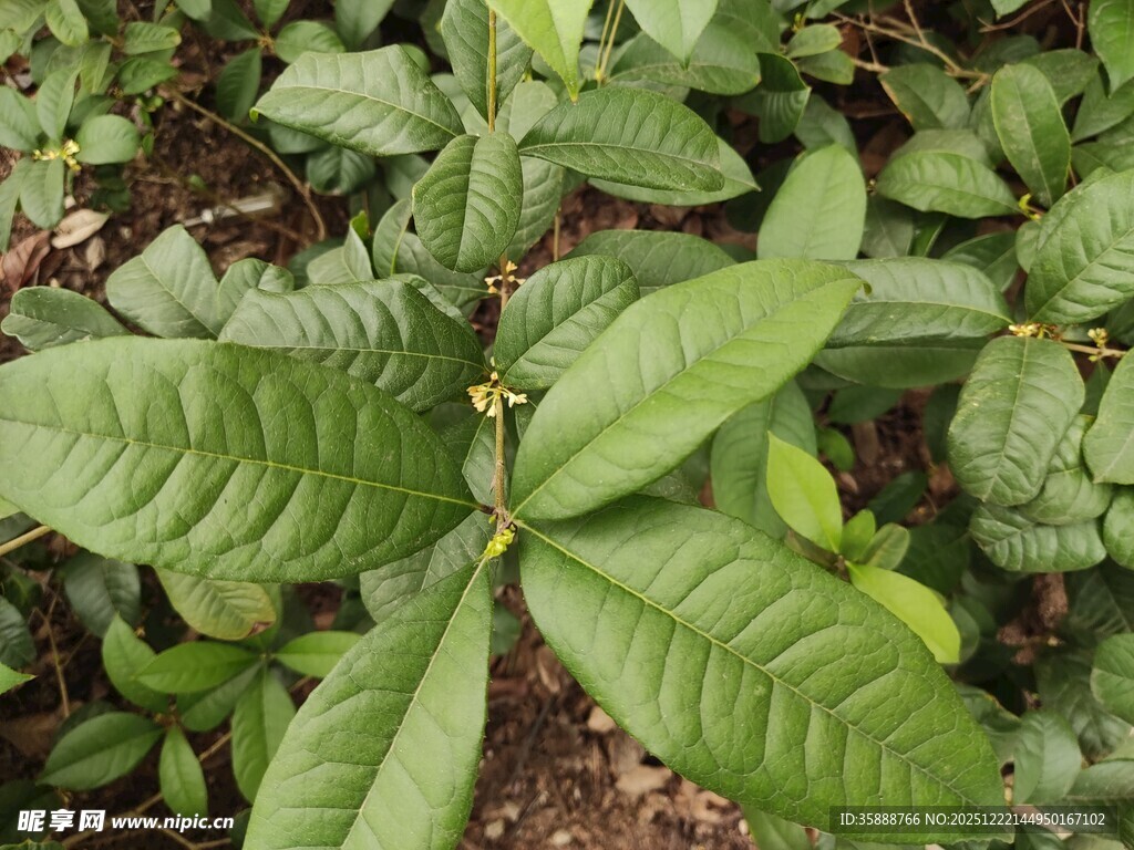 绿叶舒展的蓬勃植物