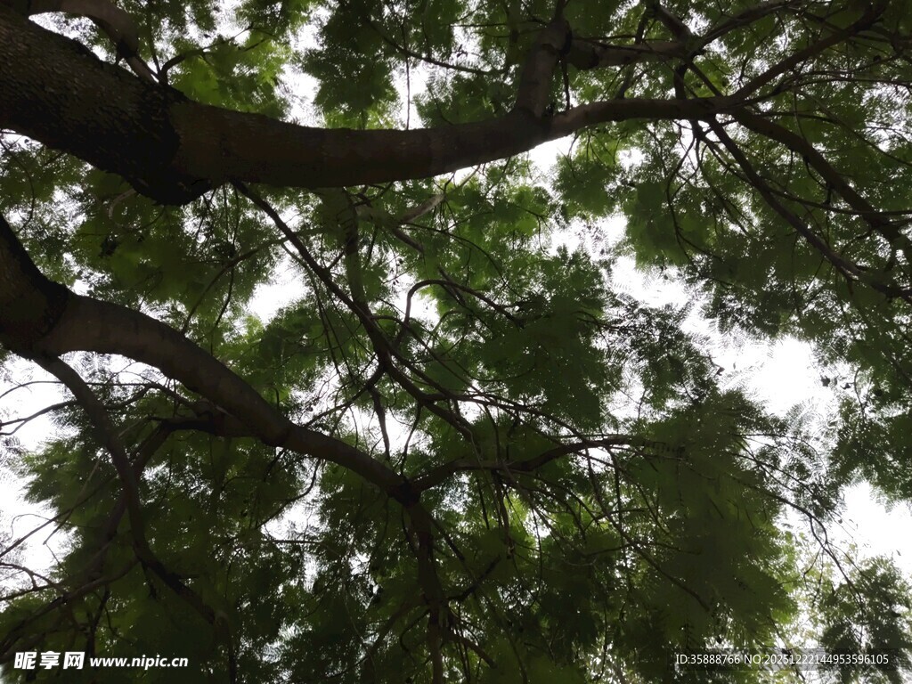 繁茂枝叶间的天空一角
