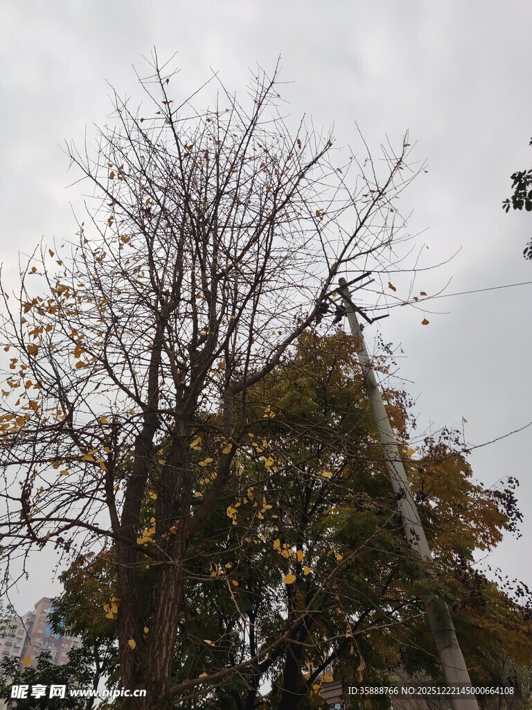 工人修剪树木场景