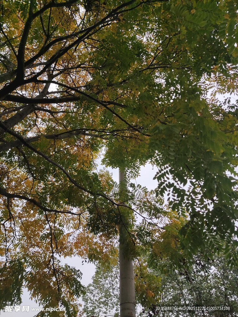 秋日林间树梢景致