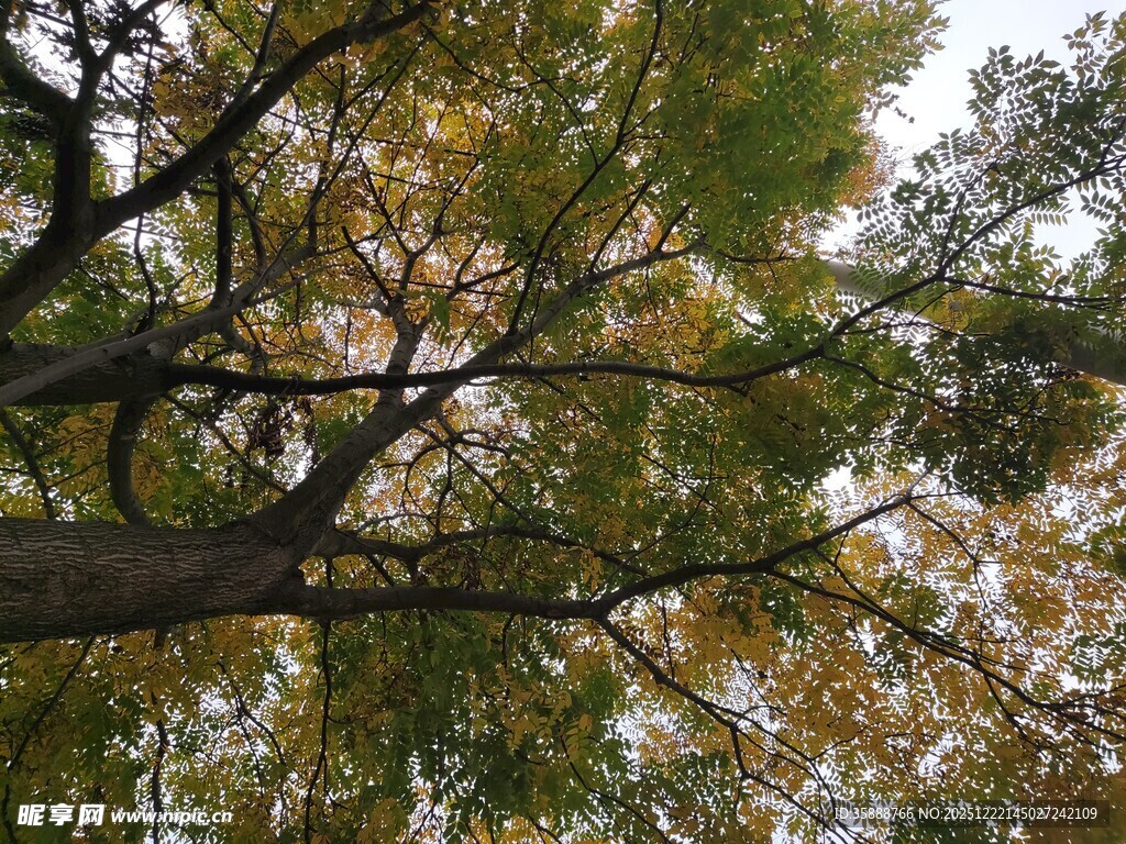 仰视秋日斑斓树冠