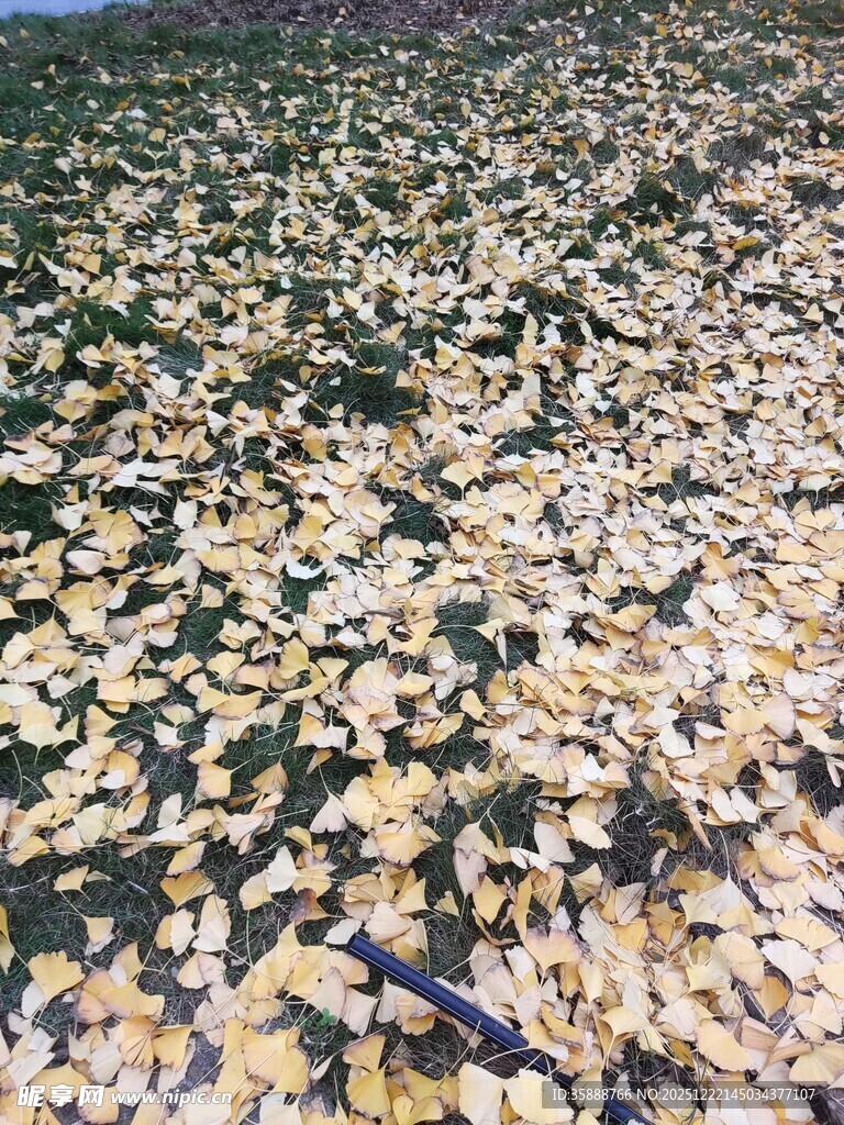金黄落叶铺满地面美景