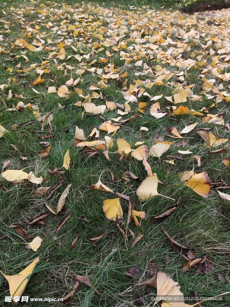 草地落满金黄银杏叶