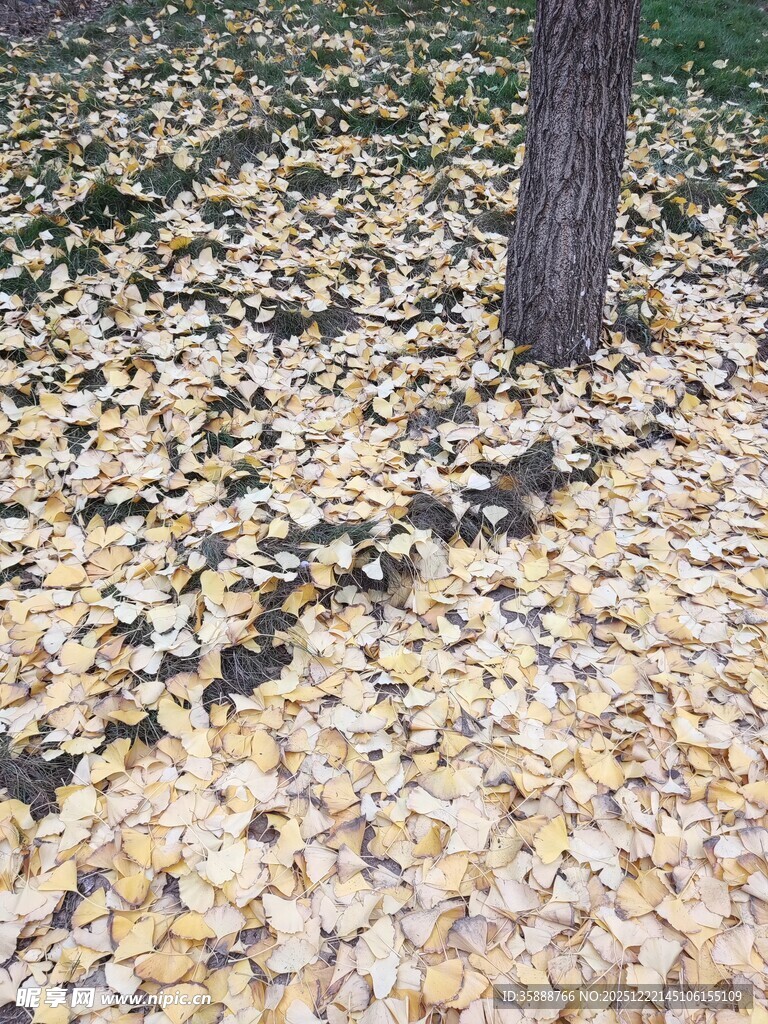 树下金黄落叶铺满地面