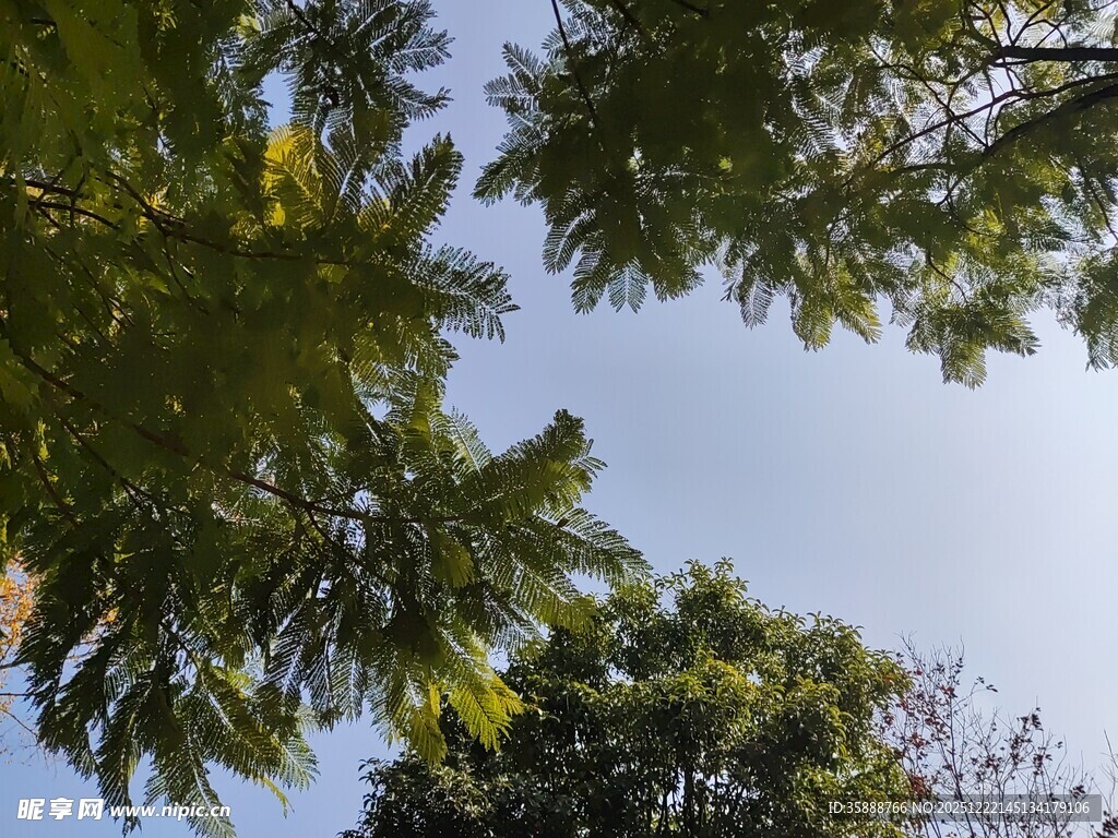 仰视葱郁树冠蓝天