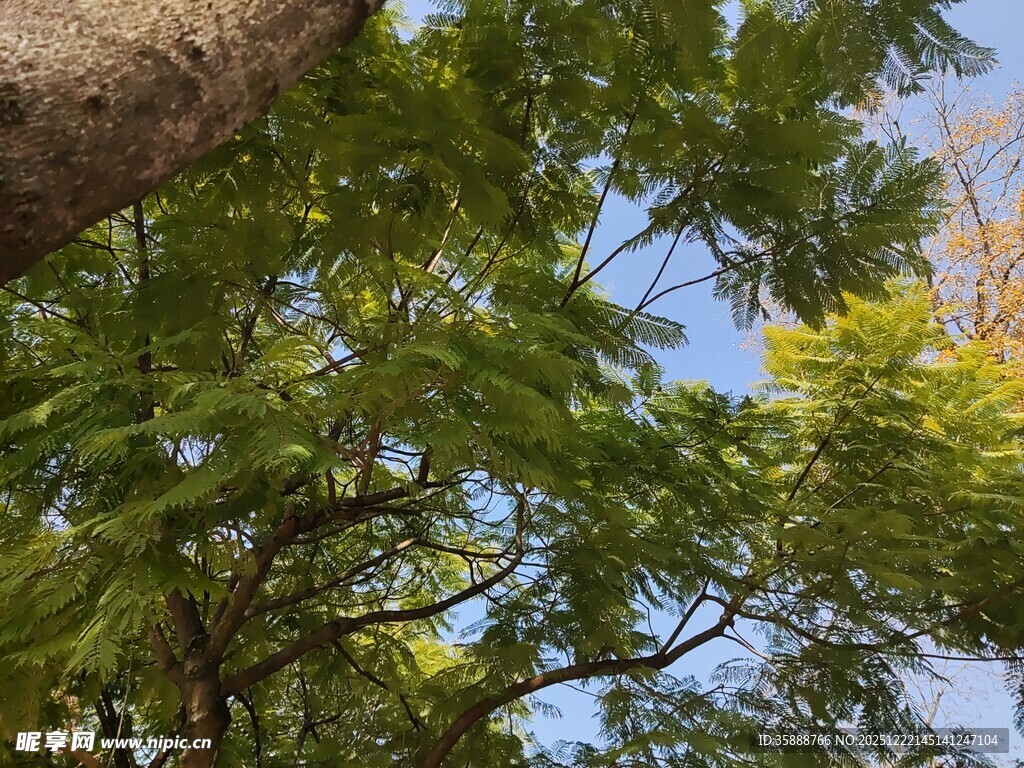 繁茂绿树与蓝天相映成趣