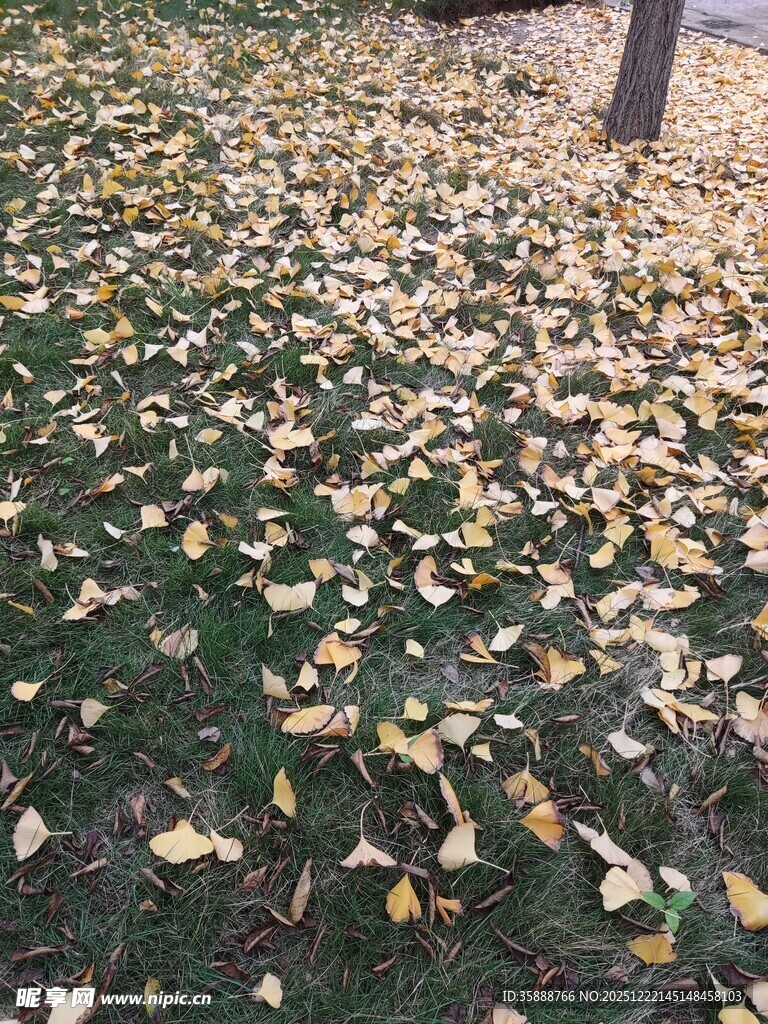 地上金黄银杏叶铺就美景