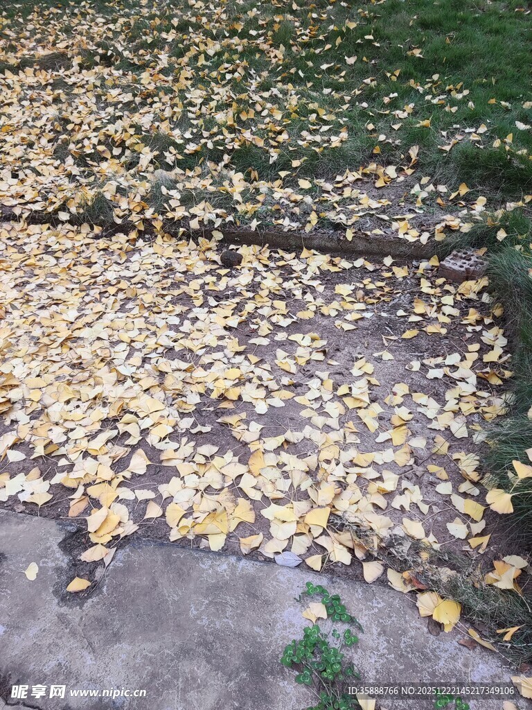 地面铺满金黄落叶景象
