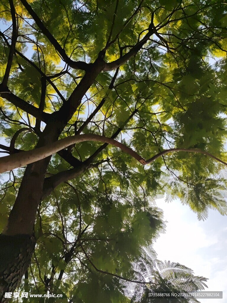 仰视葱郁大树树冠景象