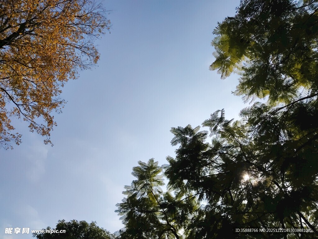 仰望秋日树梢与蓝天