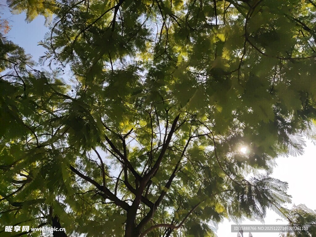 阳光透过树叶的绿意景象