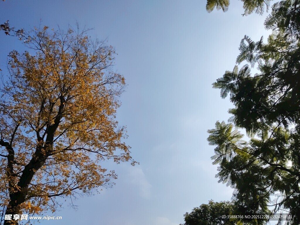 秋日树木与晴朗天空