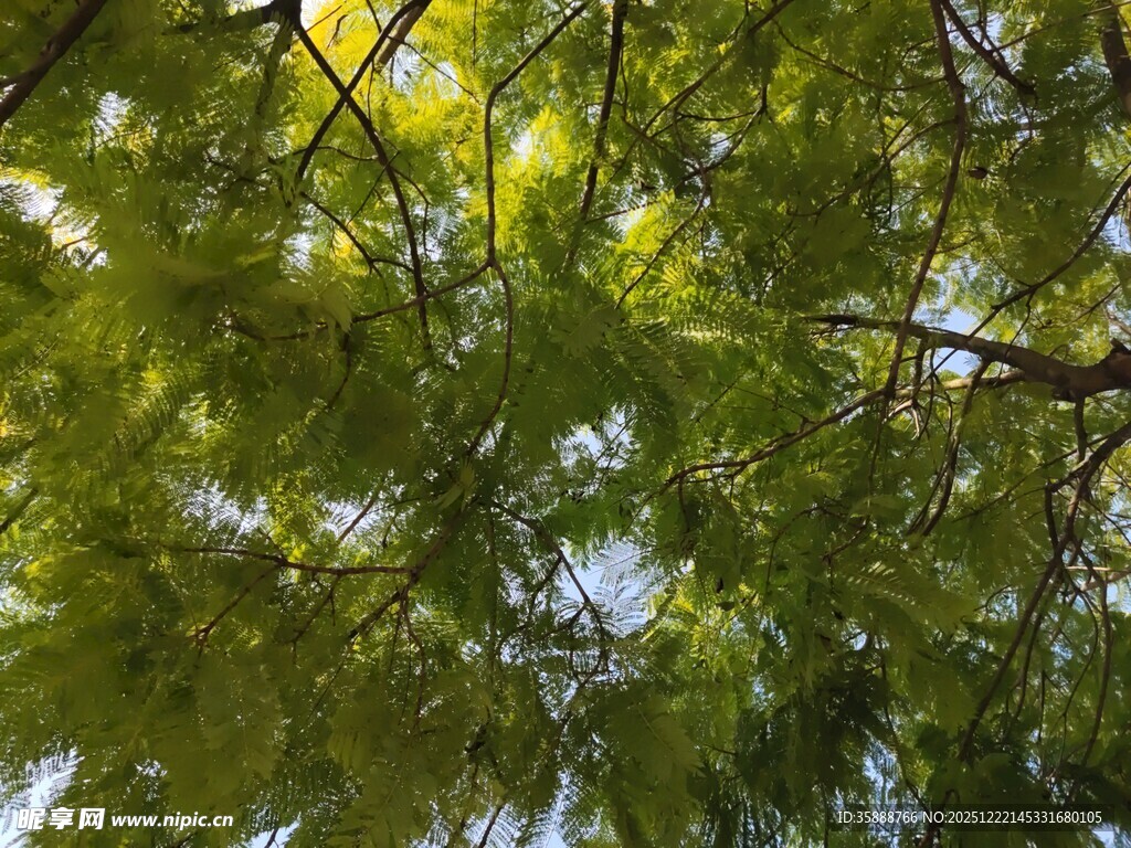 仰视翠绿繁茂的树枝
