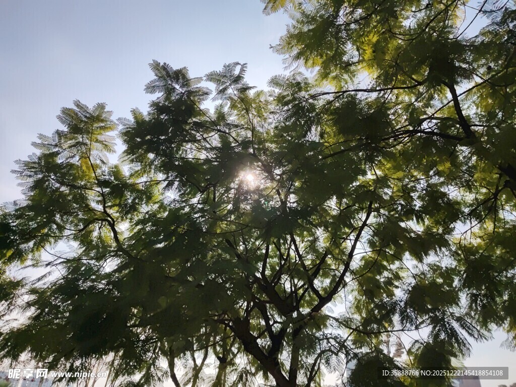 阳光透过枝叶的美好景象