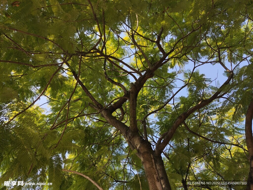 阳光下的繁茂绿树