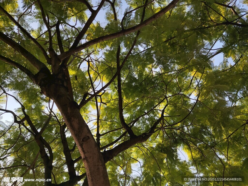 仰视葱郁树木枝叶繁茂