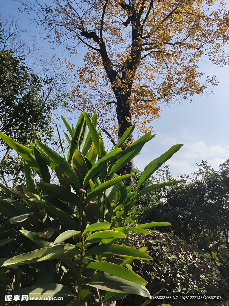 绿叶与黄叶交织的景致